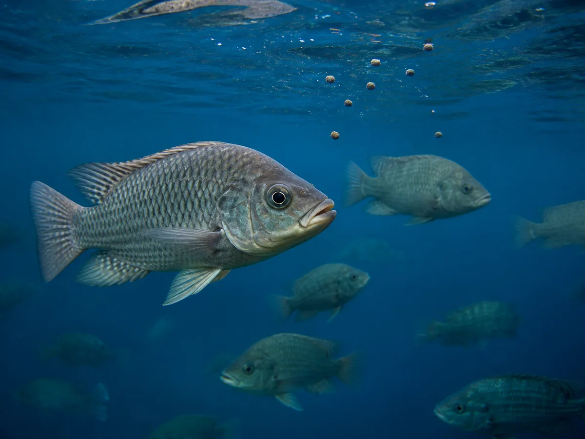 Farmed tilapia swimming below floating feed pellets